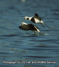 Long-tailed Duck - Photograph by US Fish and Wildlife Service