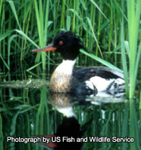 Red-Breasted Merganser - Photograph by US Fish and Wildlife Service