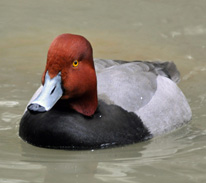 Redhead Duck - photograph by Kevin Bercaw - Wikipedia