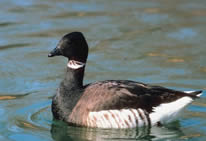 Brant
