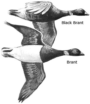 Brant