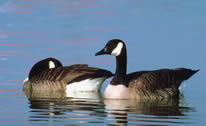 Canada Geese