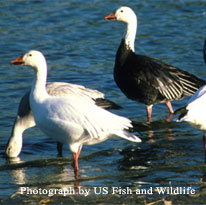 Snow Geese  U.S. Fish & Wildlife Service