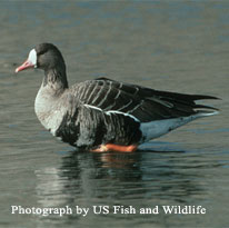 White-Fronted Geese