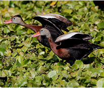 Blue-Winged Teal - photograph by Alan D. Wilson - Wikipedia