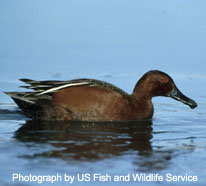 Cinnamon Teal - photograph by US Fish and Wildlife Service