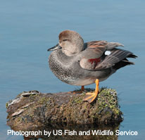 Photograph of Gadwall Drake - photography by US Fish and Wildlife Service