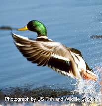 Mallard Drake - photograph by US Fish and Wildlife Service