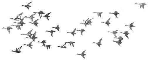 Flock pattern illustration