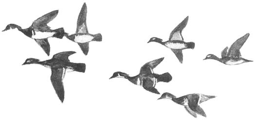 Flock pattern illustration