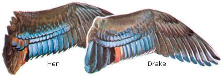 Wood duck wings