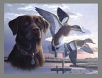 2002 Stamp - Widgeon by Rodney Huckaby