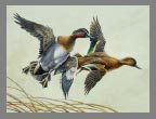 2003 Stamp - Green-Winged Teal by Jim Hublick