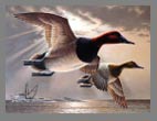 2005 Duck Stamp - Canvasback Rodney Huckaby