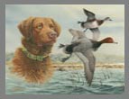 2007 Stamp - Redheads at Winyah Bay by Jim Killen
