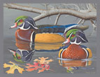 2014 Wood Ducks in Lexington County by Donnie Hughes