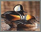 2015 - Hooded Mergansers by Richard Clifton