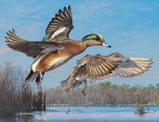 'Widgeon in Flight' by Scot Storm