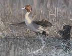 'Pintail in Flight' by Scot Storm