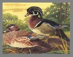 1981 Stamp - Wood Duck