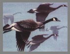 1984 Stamp - Canada Geese by Al Dornisch