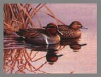 1985 Stamp - Green-Winged Teal by Rosemary Millette