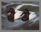 1986 Stamp - Canvasback by Daniel Smith