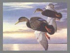 1987  Stamp - Black Duck by Steve Dillard