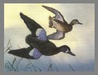 1989  Stamp - Blue-Winged Teal by Lee Cable