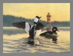 1992  Stamp - Bufflehead by Russell Cobane