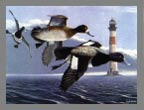 1993 Stamp - Scaup by Bob Bolin
