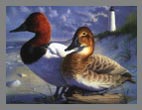 1994 Stamp - Canvasback by Joe Hautman