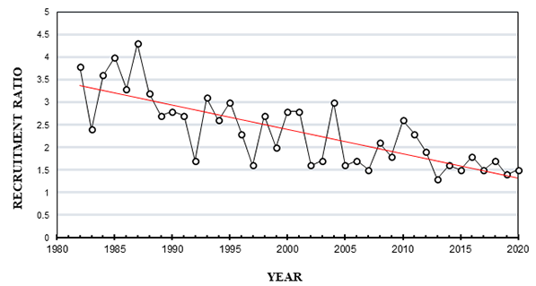 Graph of Summer wild turkey recruitment ration in South Carolina