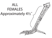 All Females foot length