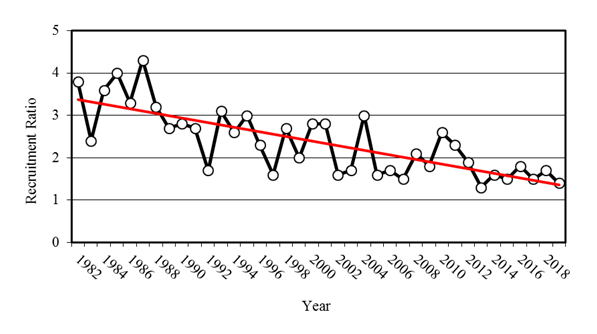 Graph of Summer wild turkey recruitment ration in South Carolina