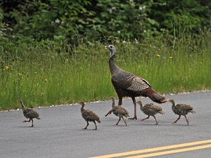 Turkey Hen with Poults