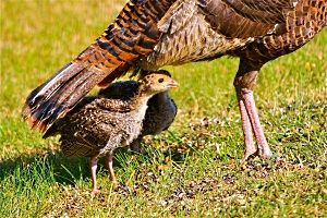Turkey Hen with Poults