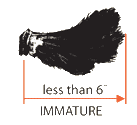 Beard - Immature