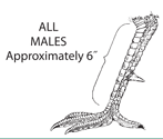 All Males foot length