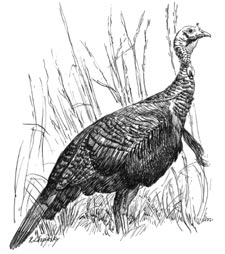 Wild Turkey