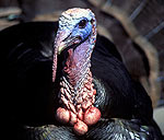 Turkey - John Hafner - NWTF