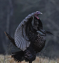 Turkey with wings extended
