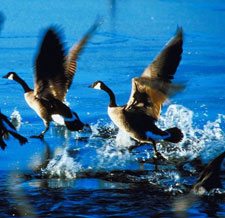 Canada Geese