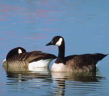 Wood Duck