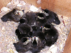 Wood ducks - photograph by James Rader