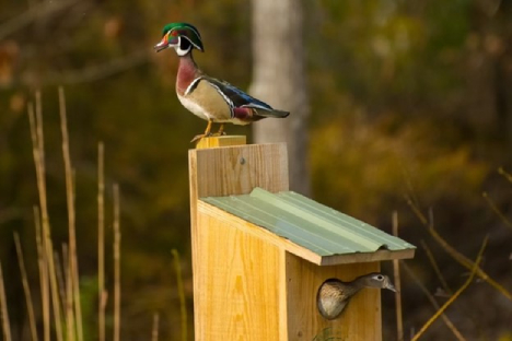  a wood duck box with a duck standing on the box and one inside