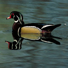 Wood Duck